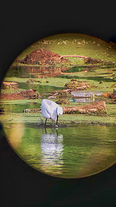 6 Aigrette garzette ne devrait pas rimer avec aigrette cannettejpeg