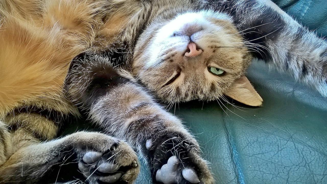 Chat