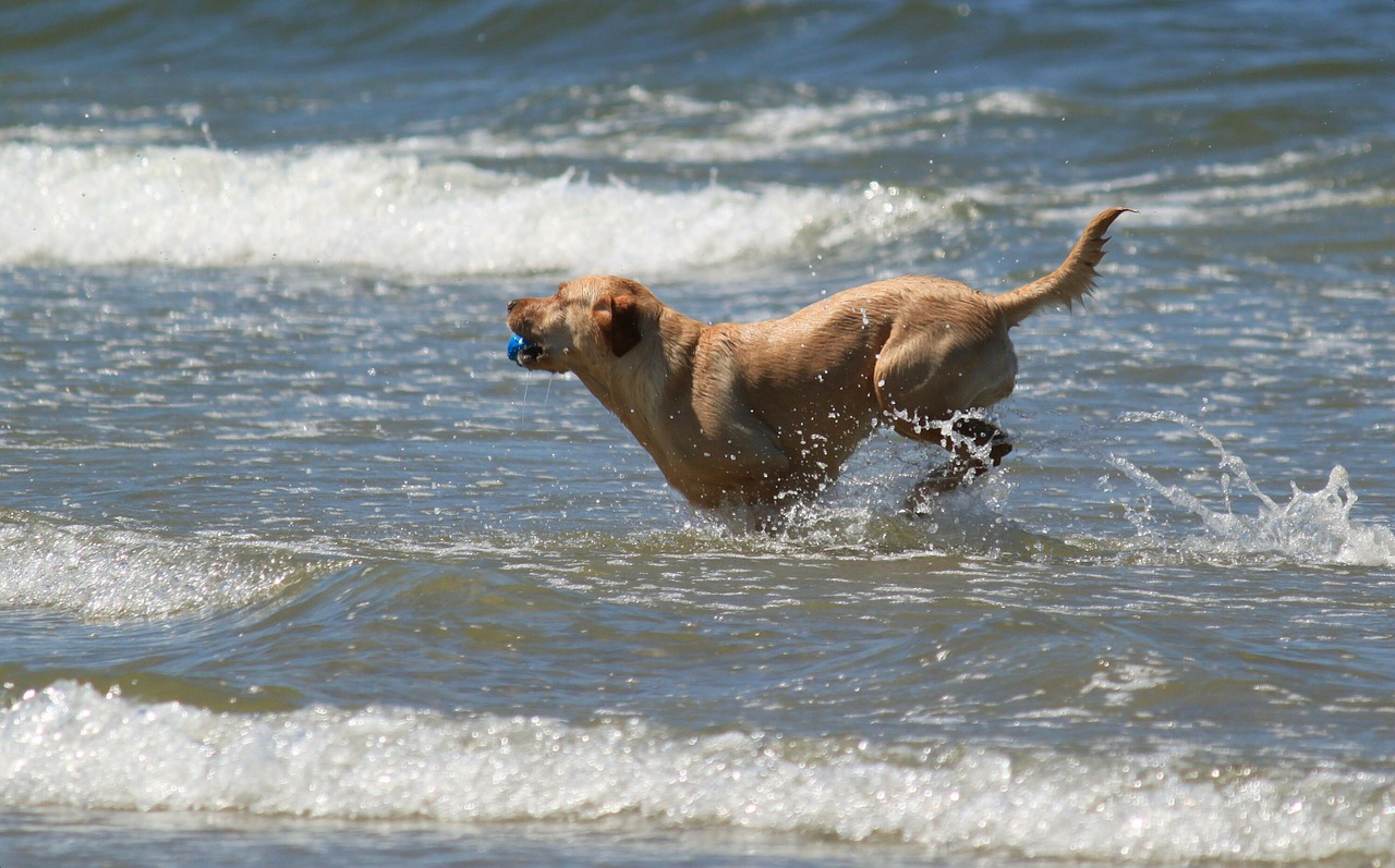 Chien vagues