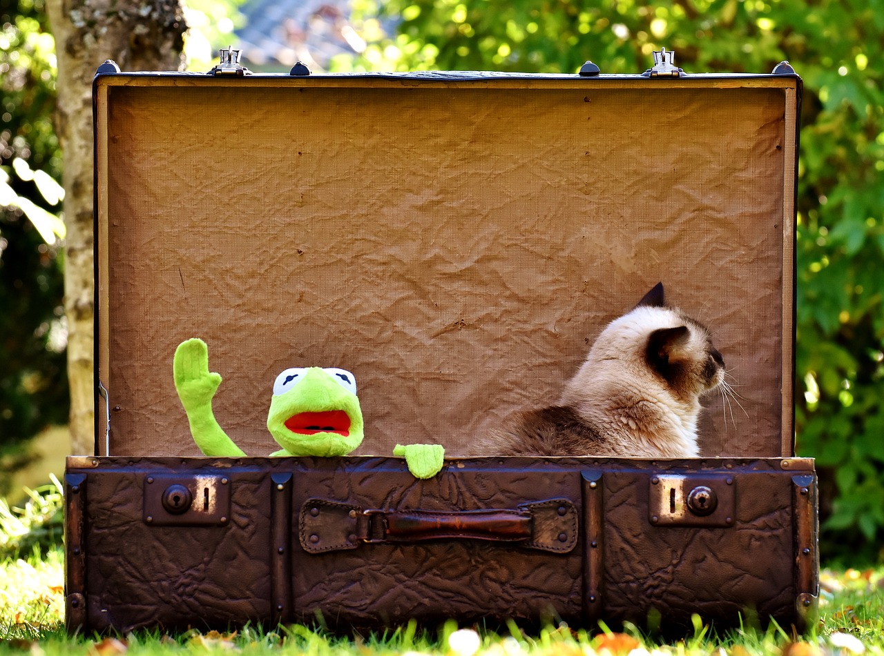 Chat valise