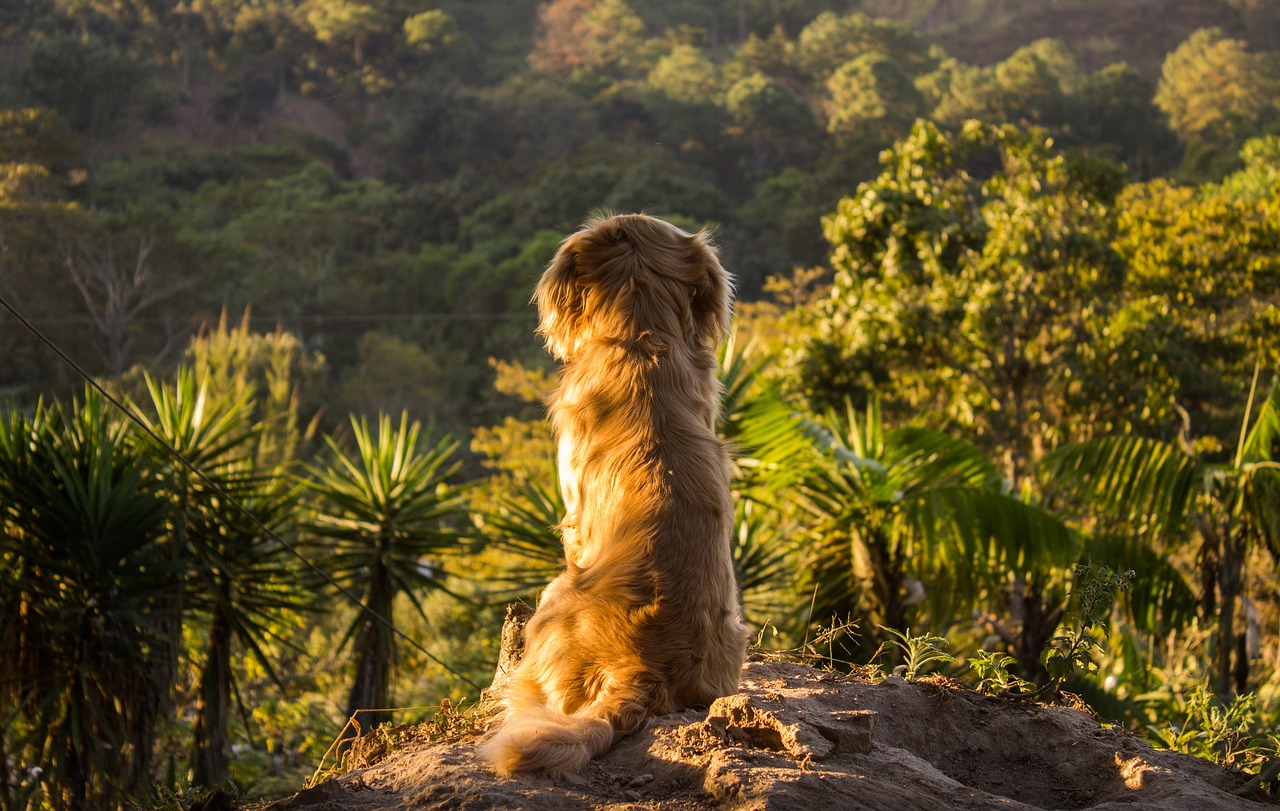 Chien perdu
